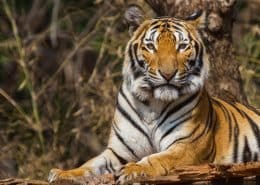 Tiger 2