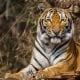 Tiger 2
