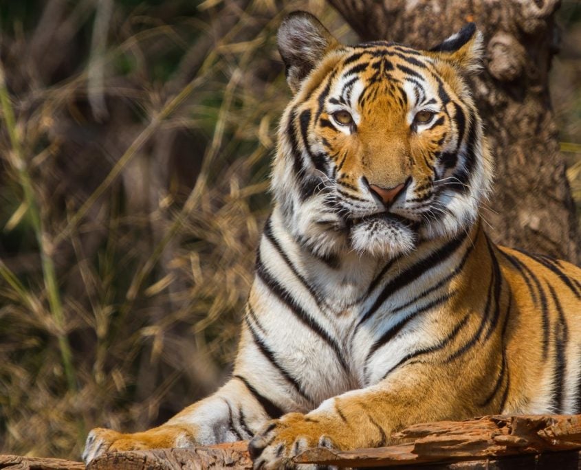 Tiger 2