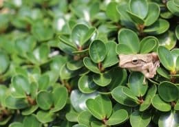 TreeFrog
