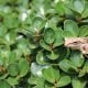 TreeFrog