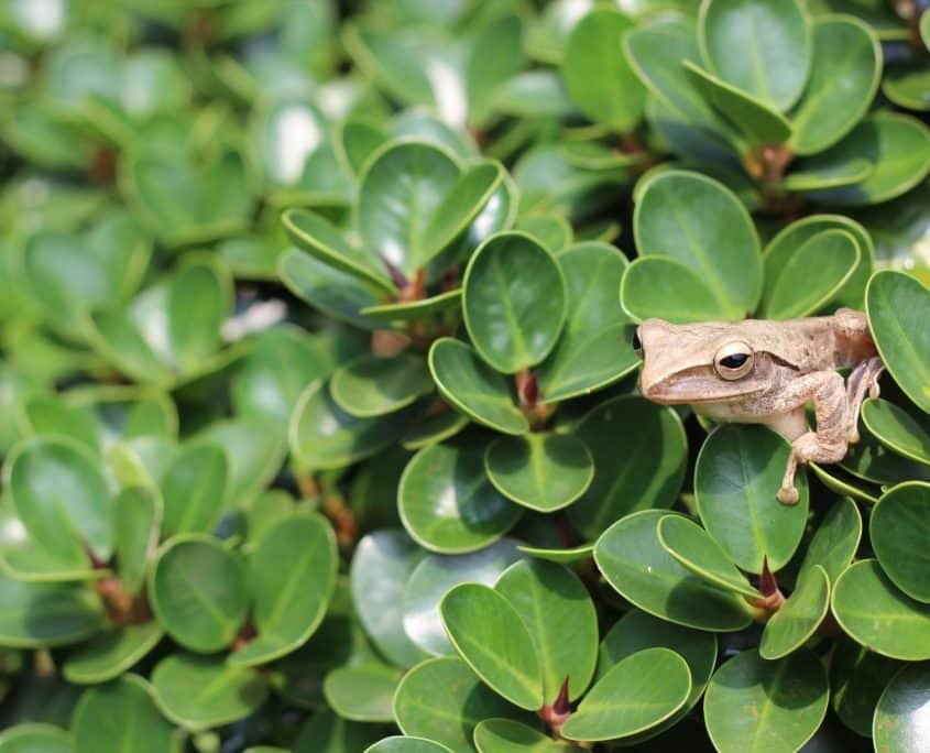 TreeFrog