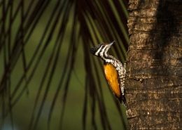 Woodpecker