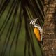 Woodpecker